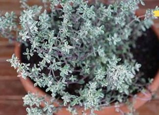 ყველაზე ძლიერი ბალახი, რომელიც ანადგურებს სტრეპტოკოკს, ჰერპესს, კანდიდოზისა და გრიპის!