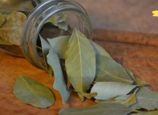 გააკეთეთ ხველის ჩაი დაფნის ფოთოლით: სახლის სამკურნალო საშუალება, რომელიც უმოკლეს დროში მოგიხსნით ხველას!