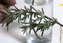 ექიმებს არ შეუძლიათ ამის ახსნა! ეს ინგრედიენტები აღადგენს ძვლებს, აღადგენს მხედველობას და აუმჯობესებს მეხსიერებას 70%-ით!