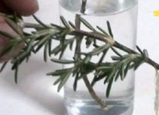 ექიმებს არ შეუძლიათ ამის ახსნა! ეს ინგრედიენტები აღადგენს ძვლებს, აღადგენს მხედველობას და აუმჯობესებს მეხსიერებას 70%-ით!