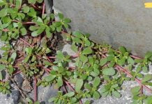 თუ ამ ბალახს თქვენს ეზოში შეამჩნევთ არ გაანადგუროთ! ეს სარეველა ბალახი ერთ-ერთი საუკეთესოა თქვენი ჯანმრთელობისთვის!