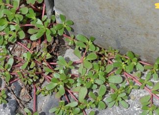 თუ ამ ბალახს თქვენს ეზოში შეამჩნევთ არ გაანადგუროთ! ეს სარეველა ბალახი ერთ-ერთი საუკეთესოა თქვენი ჯანმრთელობისთვის!