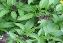 ეს არის ყველაზე ძლიერი ანტიოქსიდანტი, რომელიც გაასუფთავებს თქვენს არტერიებს ცუდი ქოლესტერინისაგან!