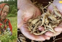 სამონასტრო ბალახის სპეციალისტი: “თუ არ გინდათ ავად გახდეთ, ამოთხარეთ სამი ფესვი – ბურდოკი, ხორბლის ბალახი და ბაბუაწვერა”!