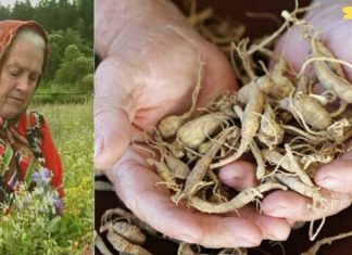 სამონასტრო ბალახის სპეციალისტი: “თუ არ გინდათ ავად გახდეთ, ამოთხარეთ სამი ფესვი – ბურდოკი, ხორბლის ბალახი და ბაბუაწვერა”!