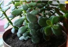 ალბათ ეს სამკურნალო მცენარე თქვენს სახლში იზრდება. ისწავლეთ მისი სწორად გამოყენება!