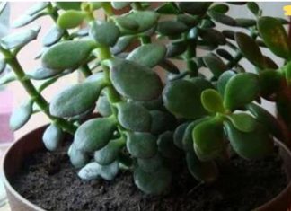 ალბათ ეს სამკურნალო მცენარე თქვენს სახლში იზრდება. ისწავლეთ მისი სწორად გამოყენება!