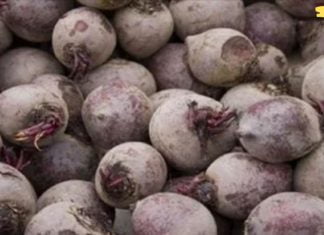 მე ვარ 60 წლის და ამ მცენარემ დამიბრუნა მხედველობა, ამოიღო ცხიმი ღვიძლიდან და მთლიანად გამიწმინდა მსხვილი ნაწლავი!