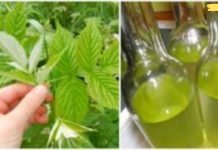 დიდი ხანია ჟოლოს ნაყენით ვმკურნალობ ნერვულ სისტემას და გულის დაავადებას! მინდა თქვენც გაგიზიაროთ..