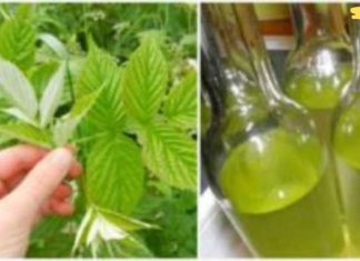 დიდი ხანია ჟოლოს ნაყენით ვმკურნალობ ნერვულ სისტემას და გულის დაავადებას! მინდა თქვენც გაგიზიაროთ..