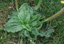 სანამ ამ სარეველას ამძირკვავთ, წაიკითხეთ ეს სტატია! ამის შემდეგ მას აღარასოდეს გადააგდებთ!! ის კურნავს ბუასილს, გეხმარებათ ჭრილობების სწრაფად შეხორცებაში და აუმჯობესებს საჭმლის მონელებას!