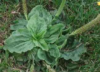 სანამ ამ სარეველას ამძირკვავთ, წაიკითხეთ ეს სტატია! ამის შემდეგ მას აღარასოდეს გადააგდებთ!! ის კურნავს ბუასილს, გეხმარებათ ჭრილობების სწრაფად შეხორცებაში და აუმჯობესებს საჭმლის მონელებას!