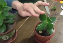 თუ ხელი ან ფეხი დაგიჩირქდათ, დაიდეთ ოჯახის ხის ფოთოლი. ის საფუძვლიანად ამოიღებს ჩირქს!