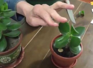 თუ ხელი ან ფეხი დაგიჩირქდათ, დაიდეთ ოჯახის ხის ფოთოლი. ის საფუძვლიანად ამოიღებს ჩირქს!