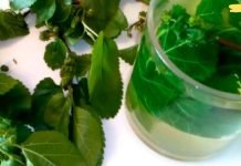 ეს ჩაი გაათავისუფლებს ჭარბ წონას და გააუმჯობესებს ჰორმონალურ ფონს! აი რატომ არის სასარგებლო თუთის ფოთლების ინფუზია ქალებისთვის!