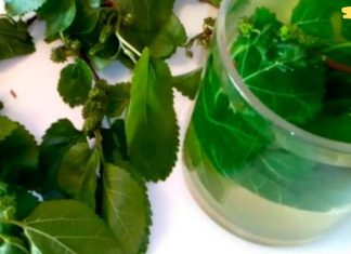 ეს ჩაი გაათავისუფლებს ჭარბ წონას და გააუმჯობესებს ჰორმონალურ ფონს! აი რატომ არის სასარგებლო თუთის ფოთლების ინფუზია ქალებისთვის!