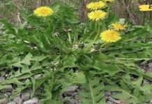 ამ ბალახის მხოლოდ ერთ ფოთოლს, რომელიც ნებისმიერ ბაღშია, შეუძლია გადაარჩინოს თქვენი სიცოცხლე წუთში! სამწუხაროდ მხოლოდ ზოგიერთმა იცის მისი გამოყენება!