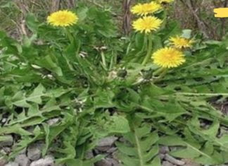 ამ ბალახის მხოლოდ ერთ ფოთოლს, რომელიც ნებისმიერ ბაღშია, შეუძლია გადაარჩინოს თქვენი სიცოცხლე წუთში! სამწუხაროდ მხოლოდ ზოგიერთმა იცის მისი გამოყენება!