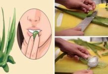 რას ნიშნავს ალოე ვერა ჩვენი ჯანმრთელობისთვის და რატომ უწოდებენ მას ეგვიპტელები უკვდავების მცენარეს?