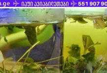 როგორ გავწმინდოთ ტვინის სისხლძარღვები. ტრადიციული მედიცინის ძლიერი რეცეპტები!