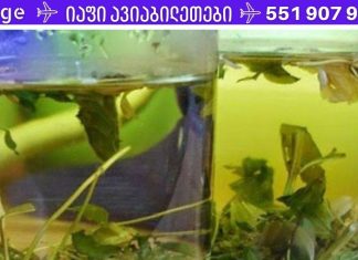 როგორ გავწმინდოთ ტვინის სისხლძარღვები. ტრადიციული მედიცინის ძლიერი რეცეპტები!