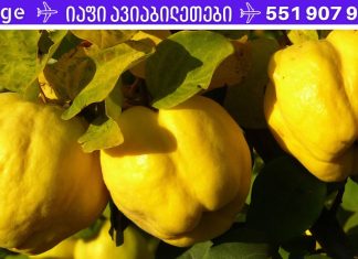 კომში კარგია ჯანმრთელობისთვის: ეს ის ხილია რომელიც კურნავს ყველაფერს!