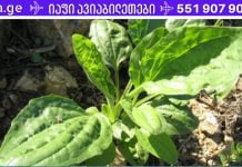 ნუ ამოძირკვავთ ამ მცენარეს! ეს არის ერთ-ერთი საუკეთესო სამკურნალო ბალახი!