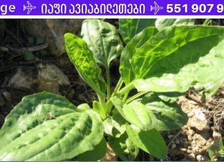 ნუ ამოძირკვავთ ამ მცენარეს! ეს არის ერთ-ერთი საუკეთესო სამკურნალო ბალახი!