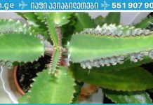 ამ მცენარის სამკურნალო თვისებები ყოველთვის გამოგადგებათ! გაიგეთ რის სამკურნალოდ შეგიძლიათ მისი გამოყენება!