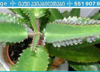 ამ მცენარის სამკურნალო თვისებები ყოველთვის გამოგადგებათ! გაიგეთ რის სამკურნალოდ შეგიძლიათ მისი გამოყენება!