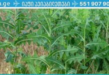 ბუნებრივი ტკივილგამაყუჩებელი თქვენს ირგვლივ იზრდება. ეს აუცილებლად უნდა იცოდეთ!