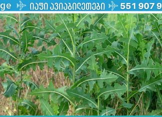 ბუნებრივი ტკივილგამაყუჩებელი თქვენს ირგვლივ იზრდება. ეს აუცილებლად უნდა იცოდეთ!