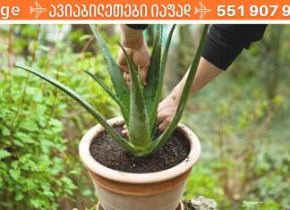 აი რა უნდა იცოდეთ ალოე ვერას წვენის შესახებ