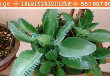 ეს ხელნაკეთი ბებიის რეცეპტი გამოიყენება დღემდე: ვარიკოზული ვენები, კანისა და თვალის დაავადებები, მეჭეჭები, ყველაფერი ქრება…