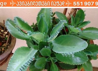 ეს ხელნაკეთი ბებიის რეცეპტი გამოიყენება დღემდე: ვარიკოზული ვენები, კანისა და თვალის დაავადებები, მეჭეჭები, ყველაფერი ქრება…