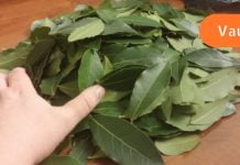 ეს ფოთოლი განკურნავს უძილობას, ჰიპერტენზიას, ამცირებს სისხლში შაქრისა და ცხიმის დონეს! შეხედე!