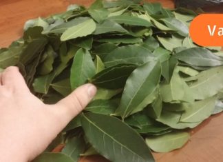 ეს ფოთოლი განკურნავს უძილობას, ჰიპერტენზიას, ამცირებს სისხლში შაქრისა და ცხიმის დონეს! შეხედე!