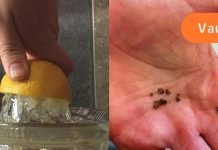 თუ თირკმლებში კენჭები გაქვს, სცადე ოხრახუშისა და ლიმონის ნაყენი მის დასაშლელად!.. ძალიან ეფექტურია..