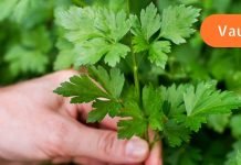 ეს მწვანე საგანძურია, რომელიც შეგინარჩუნებთ ჯანმრთელობას და სწრაფად დაგაკლებინებთ წონაში