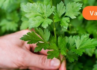 ეს მწვანე საგანძურია, რომელიც შეგინარჩუნებთ ჯანმრთელობას და სწრაფად დაგაკლებინებთ წონაში