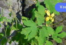 სამსახურის დაკარგვის გამო შაქრიანი დიაბეტი დამემართა. მე მას სახლში ვუმკურნალე!. ვისაც ჩემსავით არ გაქვთ შესაძლებლობა და გაწუხებთ ეს პრობლემა, გირჩევთ თქვენც სცადოთ..