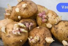 თუ გაზაფხულზე ძველ კარტოფილს ყრით, რომელსაც ამონაყარი აქვს, ძალიან ცდებით. მისი გამოყენება შესაძლებელია სახსრების ტკივილის შესამცირებლად.