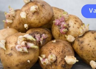 თუ გაზაფხულზე ძველ კარტოფილს ყრით, რომელსაც ამონაყარი აქვს, ძალიან ცდებით. მისი გამოყენება შესაძლებელია სახსრების ტკივილის შესამცირებლად.