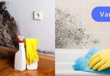 როგორ გავუმკლავდეთ ობს სახლის პირობებში? ეს ბევრისთვის საჭირო ინფორმაცია იქნება..