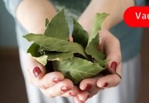 დაფნის ფოთოლი ეფექტური ბუნებრივი ანტიბიოტიკია! ნახეთ რა შეუძლია მას..