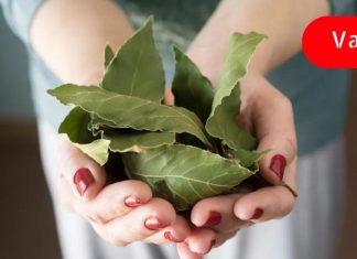 დაფნის ფოთოლი ეფექტური ბუნებრივი ანტიბიოტიკია! ნახეთ რა შეუძლია მას..