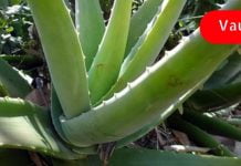 გამოიყენეთ ალოე ვერა დერმატიტის, ეგზემის, ფსორიაზის და სხვა კანის ალერგიის სამკურნალოდ! ეფექტურია!