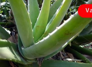 გამოიყენეთ ალოე ვერა დერმატიტის, ეგზემის, ფსორიაზის და სხვა კანის ალერგიის სამკურნალოდ! ეფექტურია!