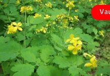 გამოიყენე ქრისტესისხლა კუჭისა და თვალის დაავადების დროს! ეს ძალიან ძლიერი ბალახია!