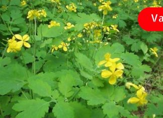 გამოიყენე ქრისტესისხლა კუჭისა და თვალის დაავადების დროს! ეს ძალიან ძლიერი ბალახია!